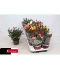 Rosier mix 6 couleurs pot de 10.5