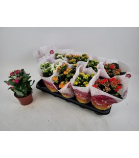 Kalanchoe Ø 12 mix 
