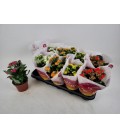 Kalanchoe Ø 12 mix 