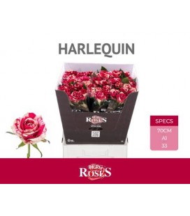 Rose Harlequin 70 cm x 20