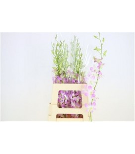 Dendrobium ov 45 cm