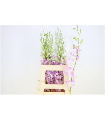 Dendrobium ov 45 cm