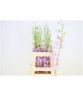 Dendrobium ov 45 cm