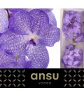 Vanda kan Angelite x 16
