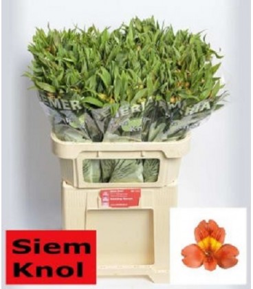 Alstromeria Dancing queen 