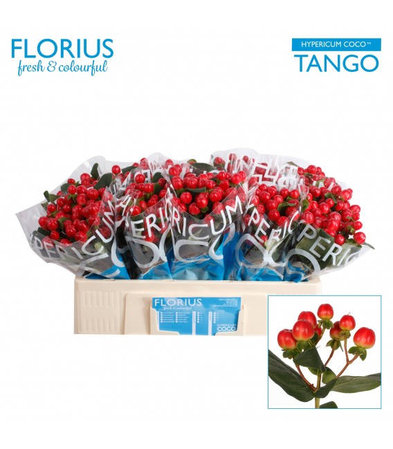 Hypericum Coco Tango 50 cm