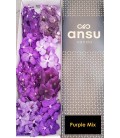 Vanda Mix (la branche)