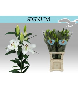 Lys Or Signum 100 Cm 