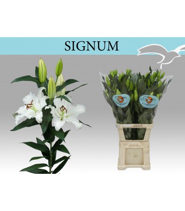 Lys Or Signum 100 Cm 