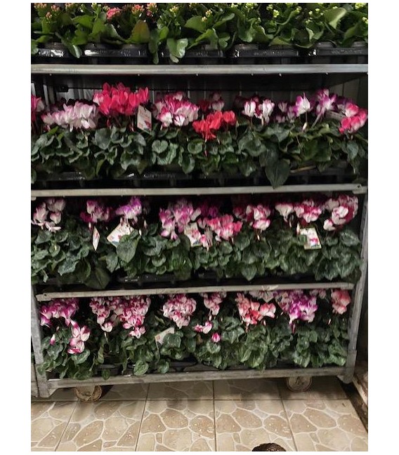 Cyclamen Indiaka Ø13 FR