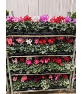 Cyclamen FR Pot de 14