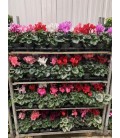 Cyclamen FR Pot de 14