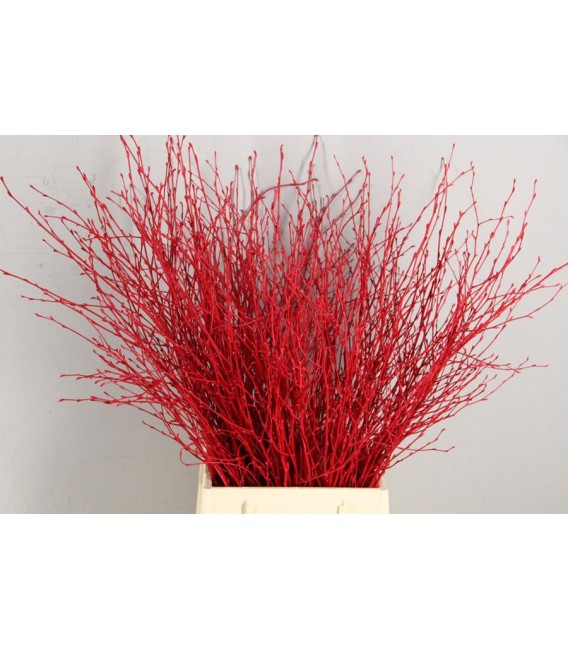 Bouleau Rouge 70 cm