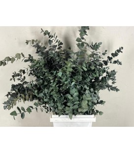 Eucalyptus stab Green bte 150g 65cm