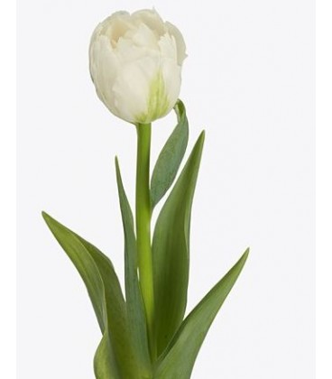 Tulipe Double Fortaleza