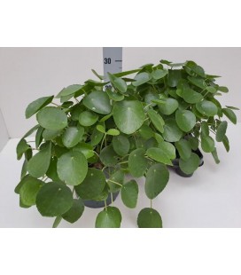 Pilea Ø 17