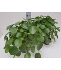 Pilea Ø 17