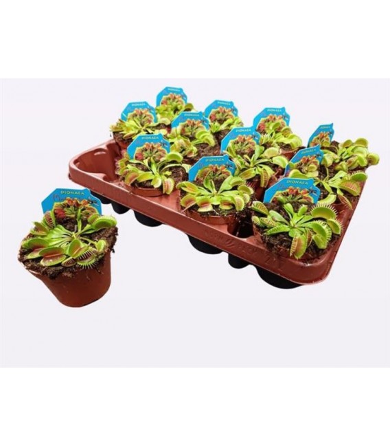 Plante carnivore Dionaea Ø09