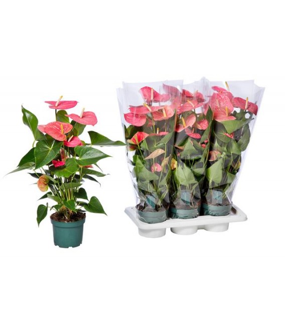 Anthurium Colorado pot de 14