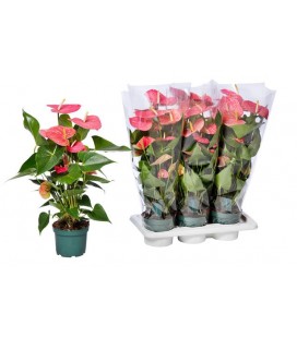 Anthurium Colorado pot de 17