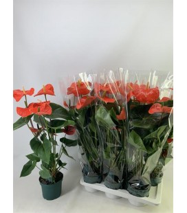 Anthurium Nebraska pot de 17 h 80