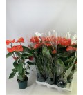 Anthurium Nebraska pot de 17 h 70
