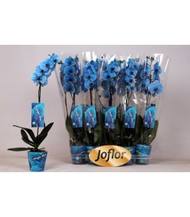 Phalaenopsis teinté bleu 3b