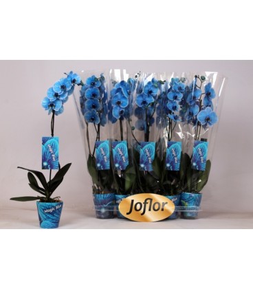 Phalaenopsis teinté bleu 2b