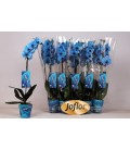 Phalaenopsis teinté bleu 3b