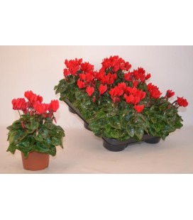 Cyclamen mix 10.5