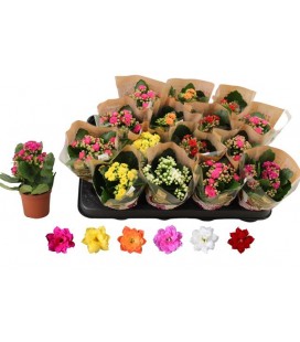 Kalanchoe pot de 06