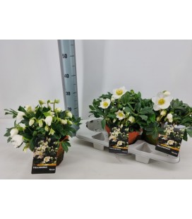 Hellebore Wintergo Ø 19 h 40