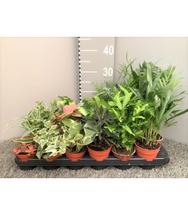 Plante verte mix pot de 9