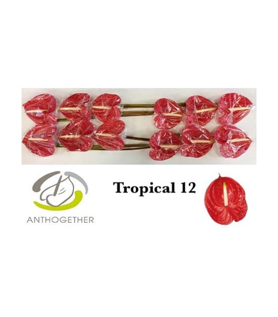 Anthurium Tropical x 12