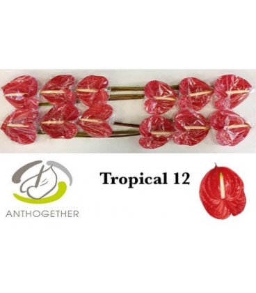 Anthurium Tropical x 12