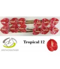 Anthurium Tropical x 12