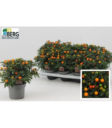 Solanum pot de 13 Luna