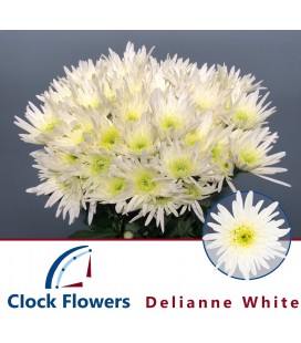 Chrysantheme Delian White