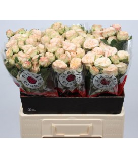 Rose Branchue Trensetter 60 cm