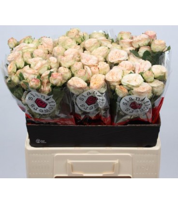 Rose Branchue Trensetter 60 cm