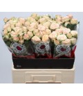 Rose Branchue Trensetter 60 cm