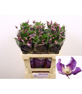 Clematite Amazing Sydney 70 cm