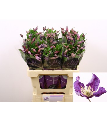 Clematite Amazing Sydney 60 cm