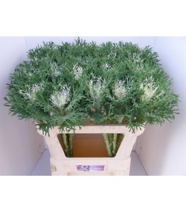 Choux Crane Fea snow 70 cm