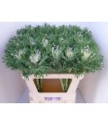 Choux Crane Fea snow 70 cm