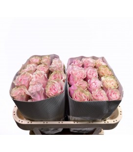 Rose Pink Mondial 50 cm x 25