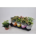 Kalanchoe Mix Ø12