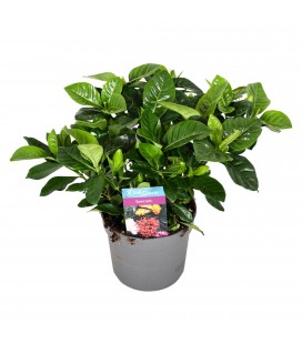 Gardenia pot de 13