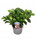 Gardenia pot de 13