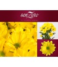 Chrysantheme Celebrate 70 cm